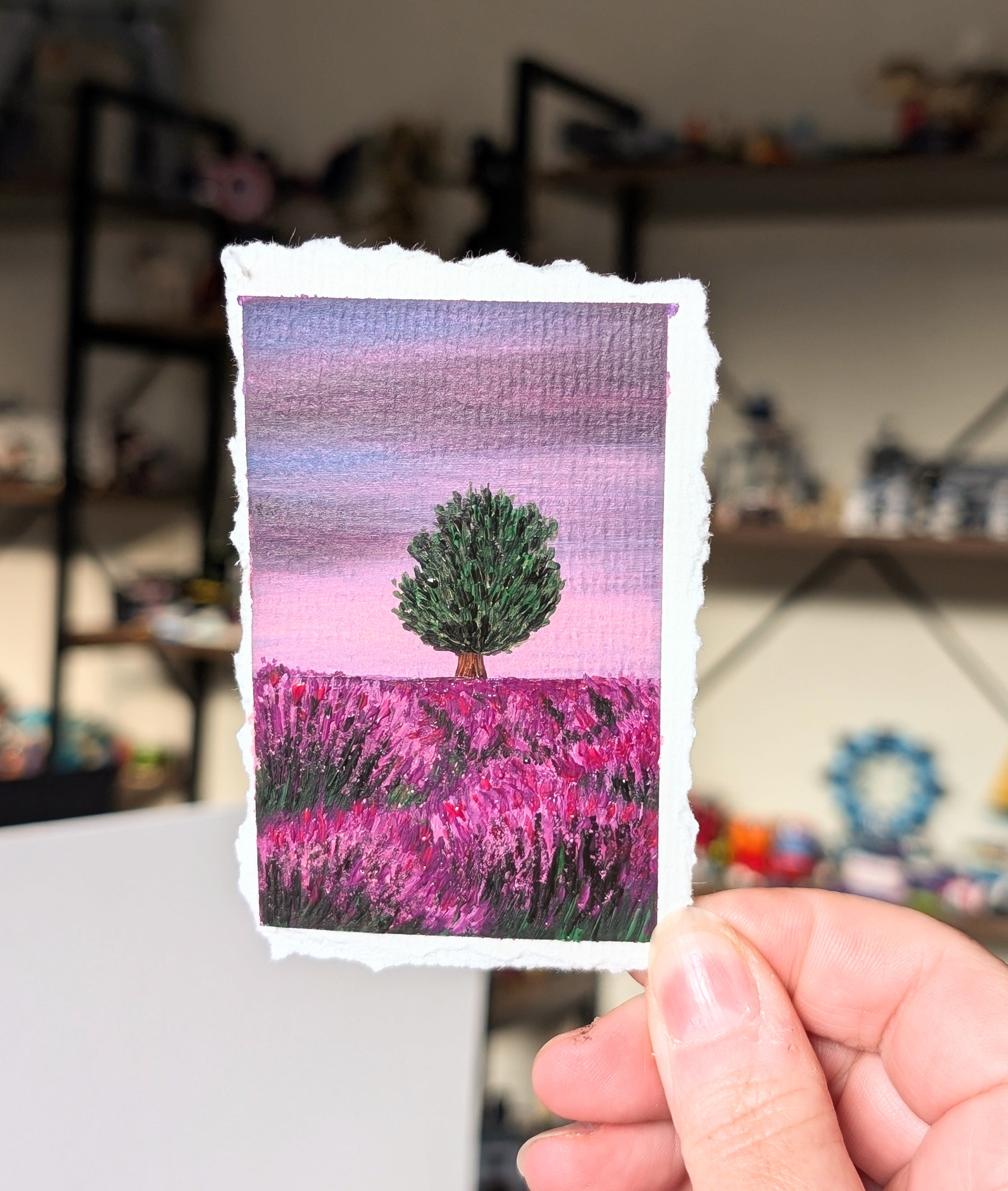 Lavender Field