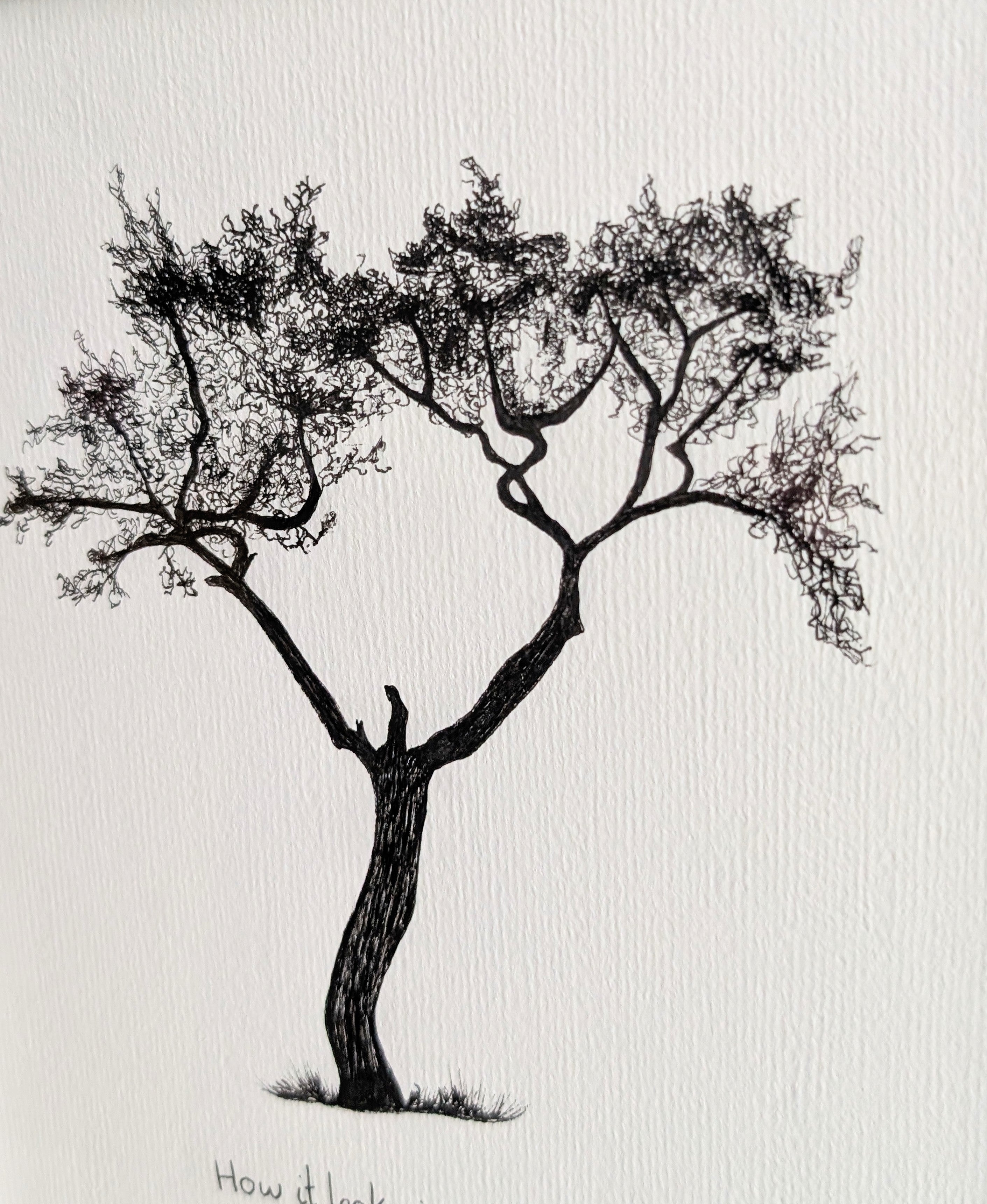 How It Looks - Original Tree Sketch